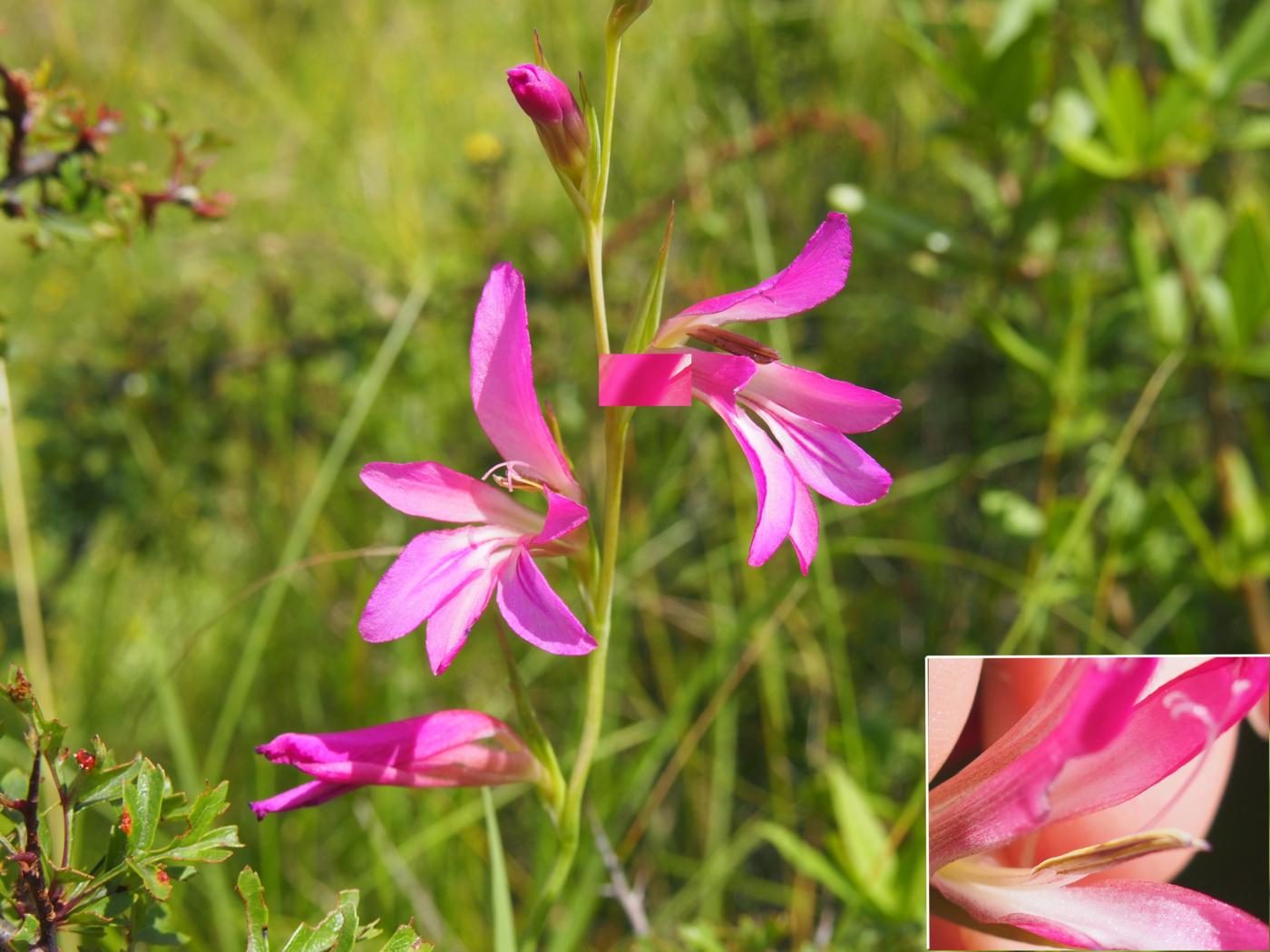 Gladiolus, Corn flower